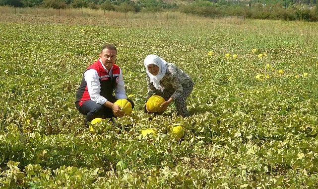 Ata tohumundan gelen miras: Yayla kavunu Karabağlar'da yüz yıllardır yaşatılıyor