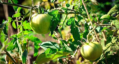 Ataşehir Belediyesi Kent Bostanları için yeni dönem başvuruları başlıyor