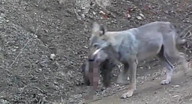 Avını taşıyan kurt fotokapanda