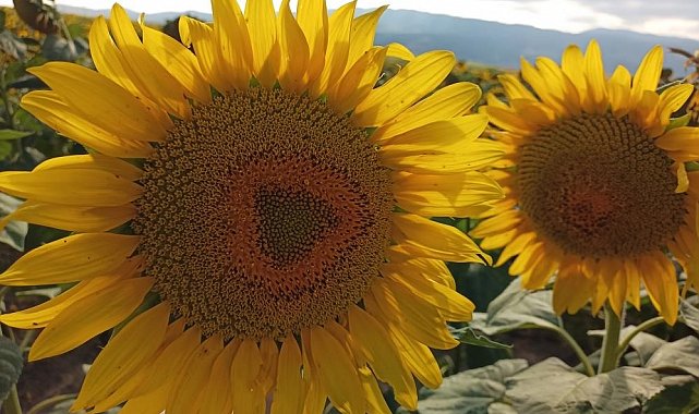 Ayçiçeği alım fiyatı açıklandı: Ton başına 29 bin lira