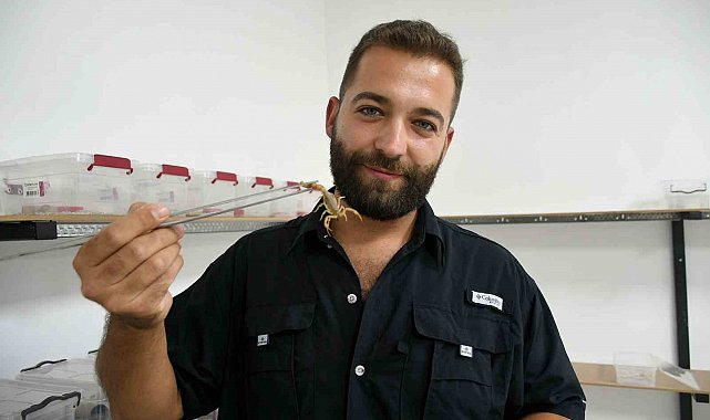 Aydın'da 750 akrepten 4 ayda 4 bin yavru elde etti