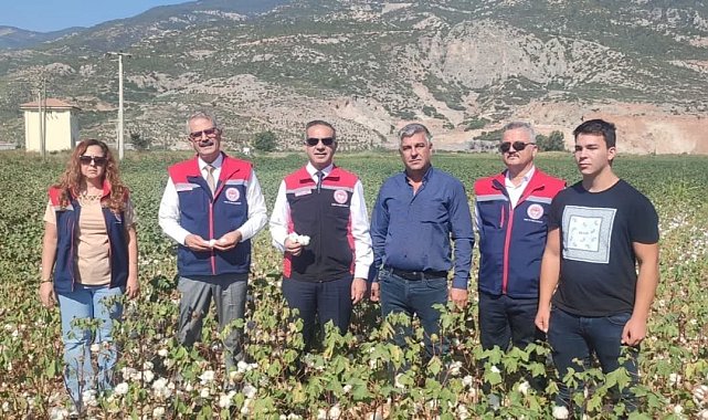 Aydın'da pamuk tarlalarına inceleme