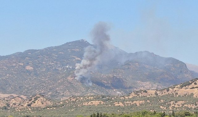 Aydın'da zirai alan yangını