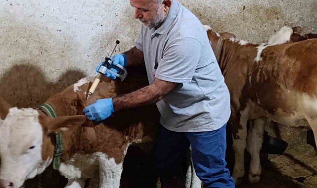 Aydıntepe'de sonbahar şap aşılama kampanyasında sona gelindi