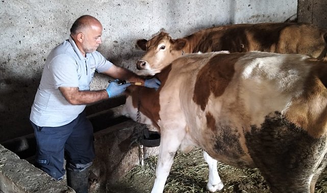 Aydıntepe'nin birçok köyünde şap aşılamaları tamamlandı