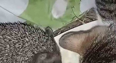 Aynı kaptan yiyen kedi ve kirpinin dostluğu kamerada