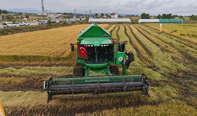 Bafra Ovası'nda çeltik hasadı başladı