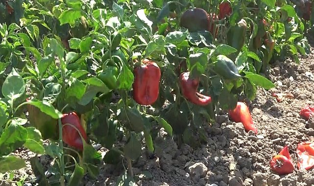 Bafra Ovası'nda kapya biber hasadı