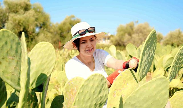 Bahçeyi kurarken alay konusu oldular, şimdi 10 ton ürünün tamamını yurt dışına veriyorlar