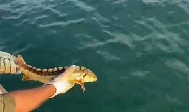 Balıkçılar ağlarına takılan nesli tehlike altındaki Mersin balığını geri denize bıraktı