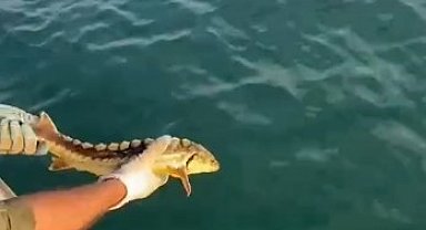 Balıkçılar ağlarına takılan nesli tehlike altındaki Mersin balığını geri denize bıraktı