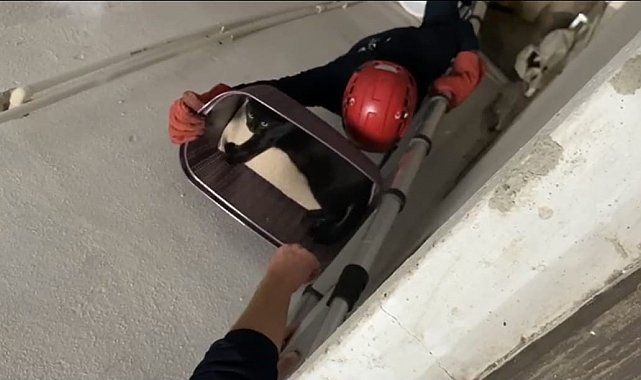Balıkesir'de apartman boşluğuna düşen kedi yaralı olarak kurtarıldı