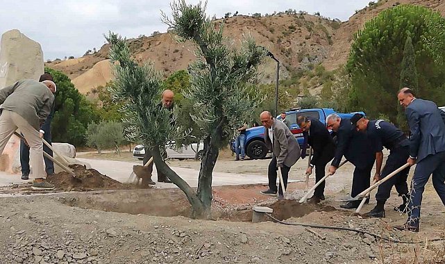 Baltacı Mehmet Paşa anısına asırlık zeytin ağacı dikildi