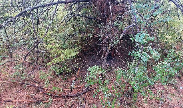 Bartın'da 1 saatte 4 ağaca yıldırım düştü