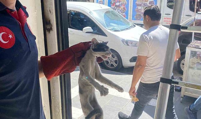 Batman'da platform arasında sıkışan kedi kurtarıldı