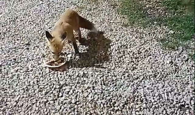 Bayburt'taki alabalık tesisinin sadık misafiri 'Tilki Rıfkı' her akşam balık yemeye geliyor