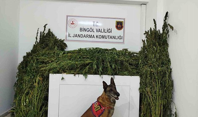 Bingöl'de 91 kilo esrar ele geçirildi