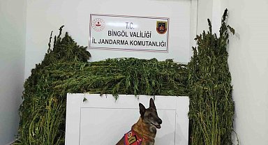 Bingöl'de 91 kilo esrar ele geçirildi