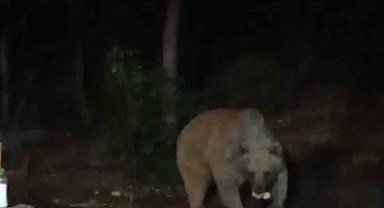 Bingöl'de şantiye alanına inen ayı karnını doyurdu... O anlar kamerada