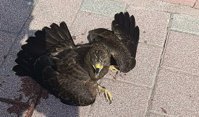 Bitkin halde bulunan şahin koruma altına alındı