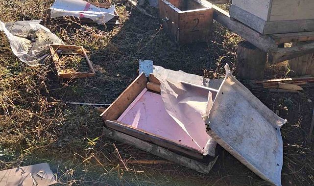 Bolu'da aç kalan ayı arı kovanlarını parçaladı