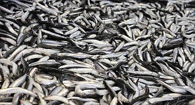Bolu'da hamsi kilosu 200 liradan tezgahlarda yerini aldı