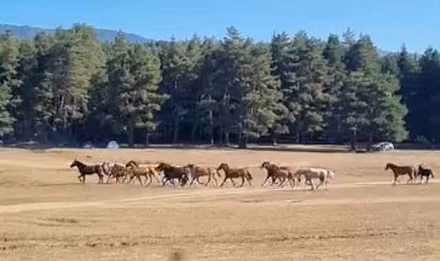 Bolu'da yılkı atlarına kurt saldırdı