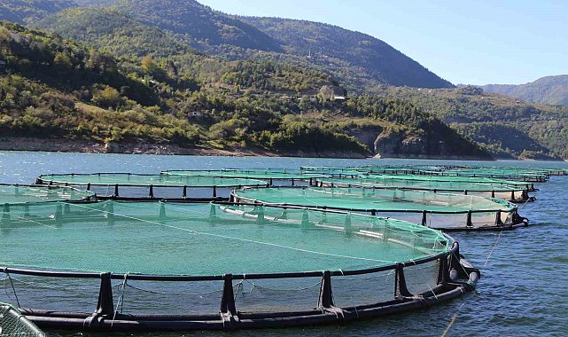 Borçka Barajı Türk Somonu üretiminde ihracat üssü oluyor