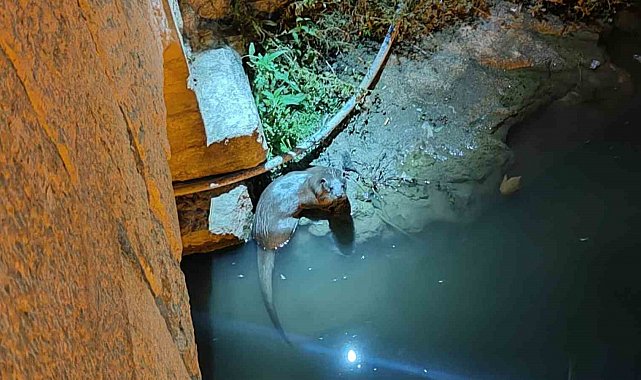 Bozkır'da su samurları yeniden görüldü