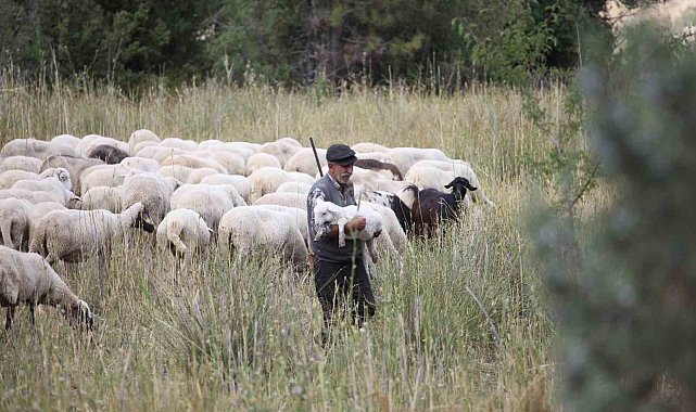 Burdur'un dağlarında yarım asırdır koyunların peşinde