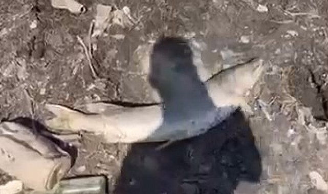 Bursa'da acı tablo, yüzlerce balık kıyıya vurdu