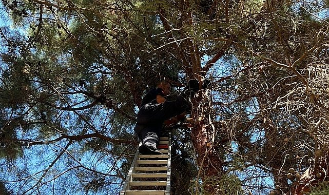 Çam ağacında mahsur kalan kediyi itfaiye kurtardı
