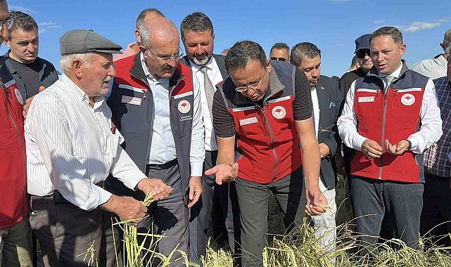 Çanakkale'de damla sulamayla yetiştirilen çeltiklerde hasat zamanı
