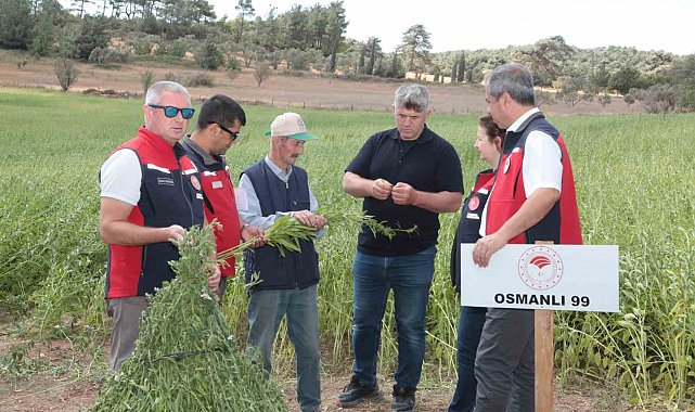 Çanakkale'de susam üretiminin arttırılması için kollar sıvandı, makineli üretim devreye girdi