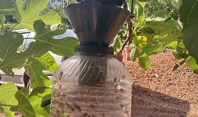 Çarşamba'da kahverengi kokarca mücadelesi sürüyor