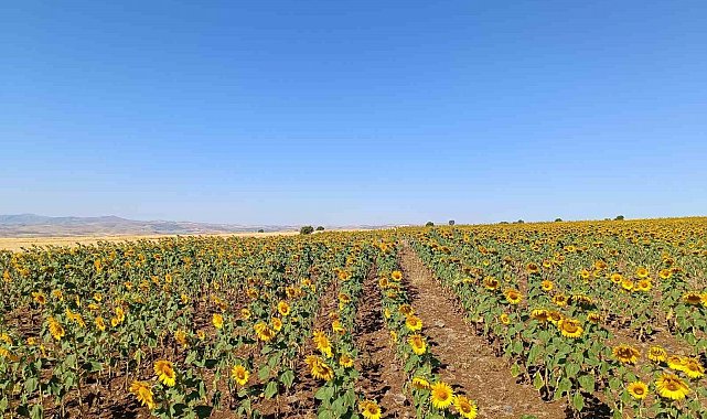 Çemişgezekli çiftçi, ilçede ilk kez yağlık ayçiçeği üretimi yaptı