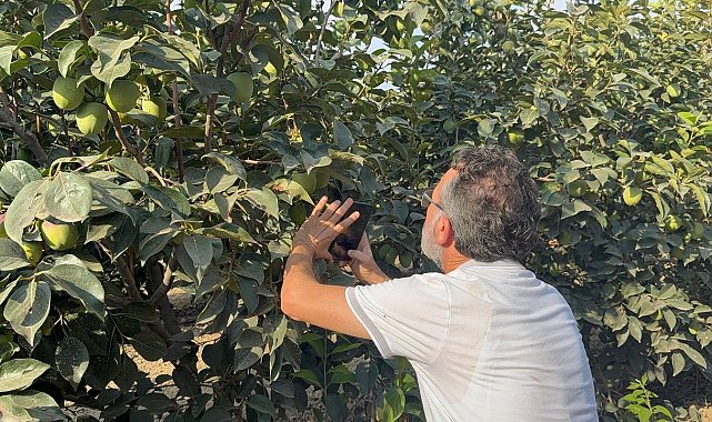 Cennet hurması üreticilerine "Akdeniz meyve sineği" uyarısı