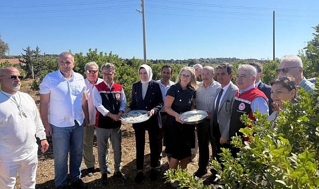 Çeşme'de damla sakızı ve zeytin hasadı başladı