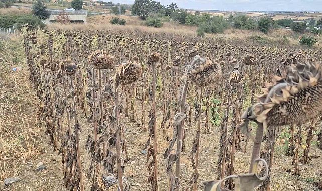 Çiftçi ayçiçeğinden uzaklaşacak