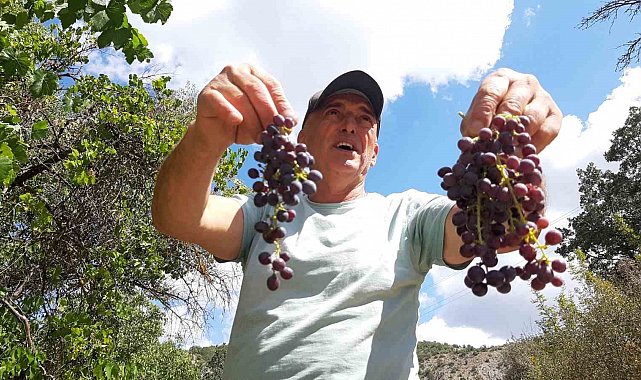 Çiftçiler kışlık hazırlığında: Pekmezlik üzümlerin hasadı yapıldı