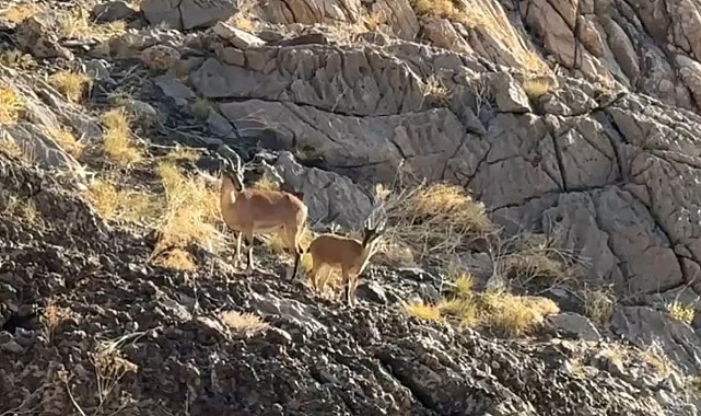 Cilo Dağı'nda doğaseverlere dağ keçisi sürprizi