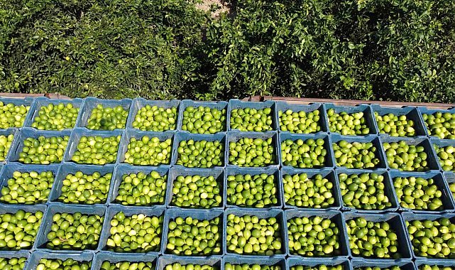 Çukurova'da limon hasadı: Geçen yıl 1 TL olan limon bahçede 20 TL