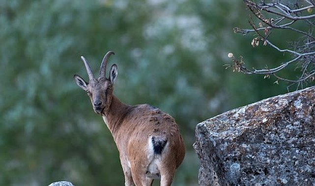 Dağ keçileri Munzur Dağlarına güzellik katıyor
