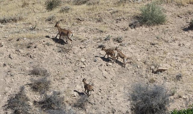 Dağ keçileri yerleşim alanına kadar geldi
