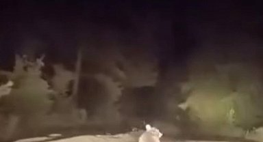 Dağ yolunda sürücüyle karşılaşan ayının panik anları