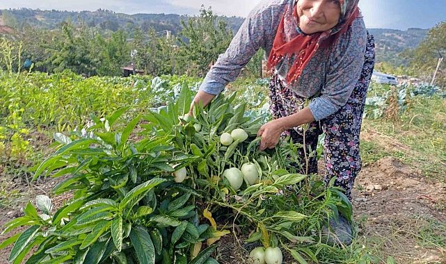 Demirci'de ilk kez pepino yetiştirildi