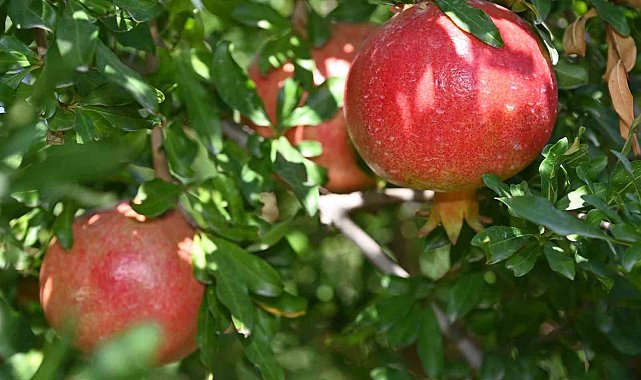 Denizli'de nar hasadı başladı