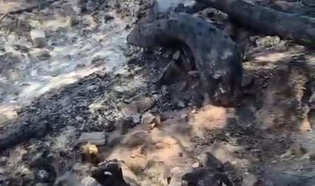 Denizli'deki yangın alanında kurtarılamayan bazı hayvanlar telef oldu