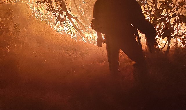 Diyarbakır'daki orman yangını söndürüldü