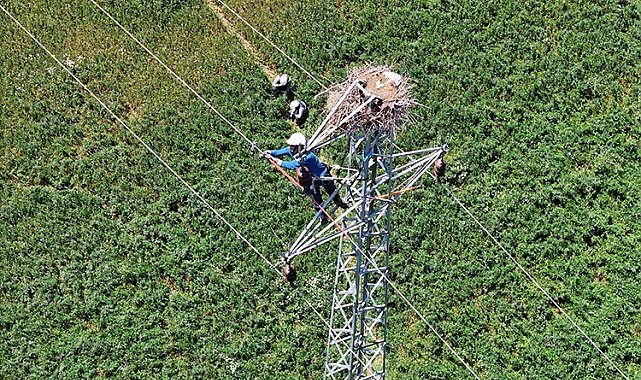 Doğu Anadolu'da hem leylekler hem de enerji güvende